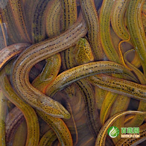 黃鱔（shàn）配送