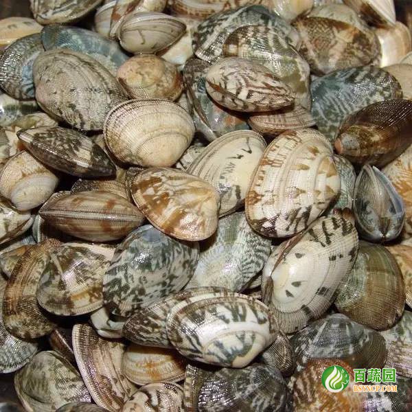 花（huā）蛤配送